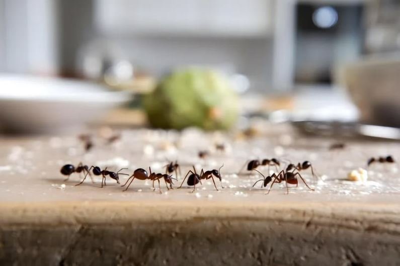 Professional Insect Removal Services in Karachi